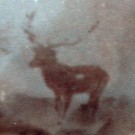 Thumb Hirsch im Nebel